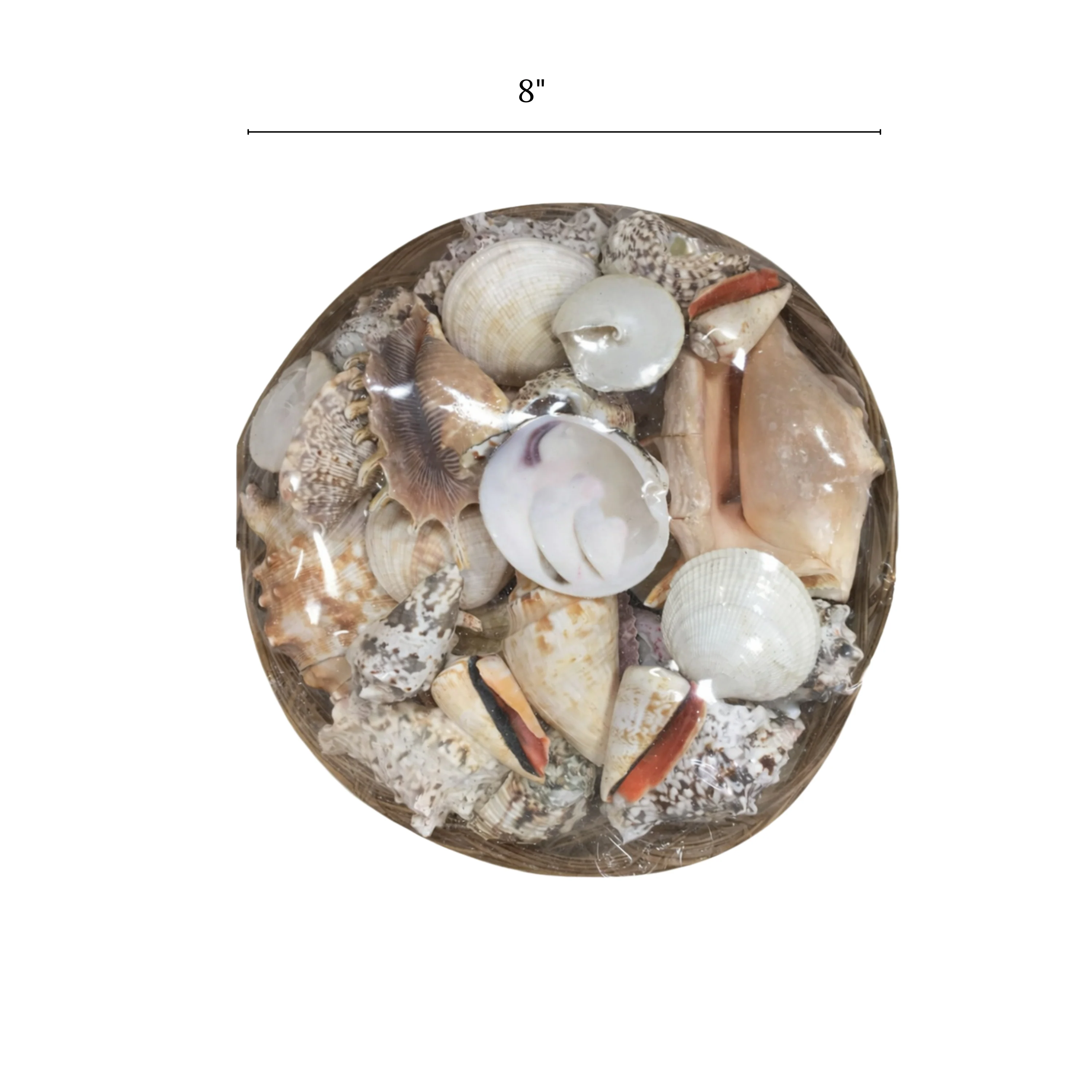 8" Basket of Shells - Image 3