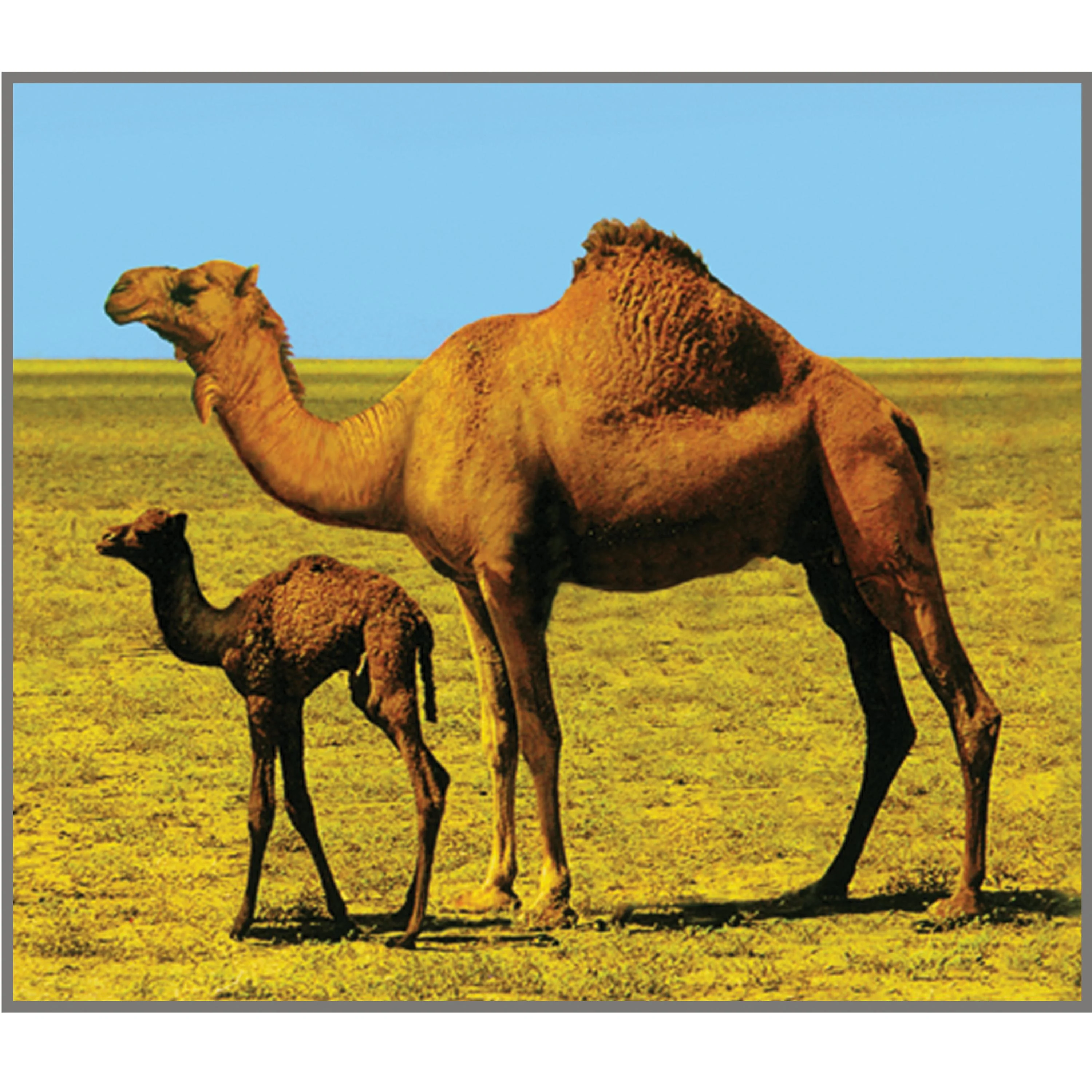 Animal Projector - Image 8