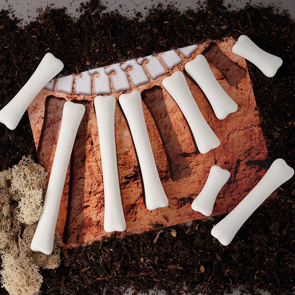 Yellow Door® Dinosaur Bones with Match & Measure Cards Exploration Set - Image 4