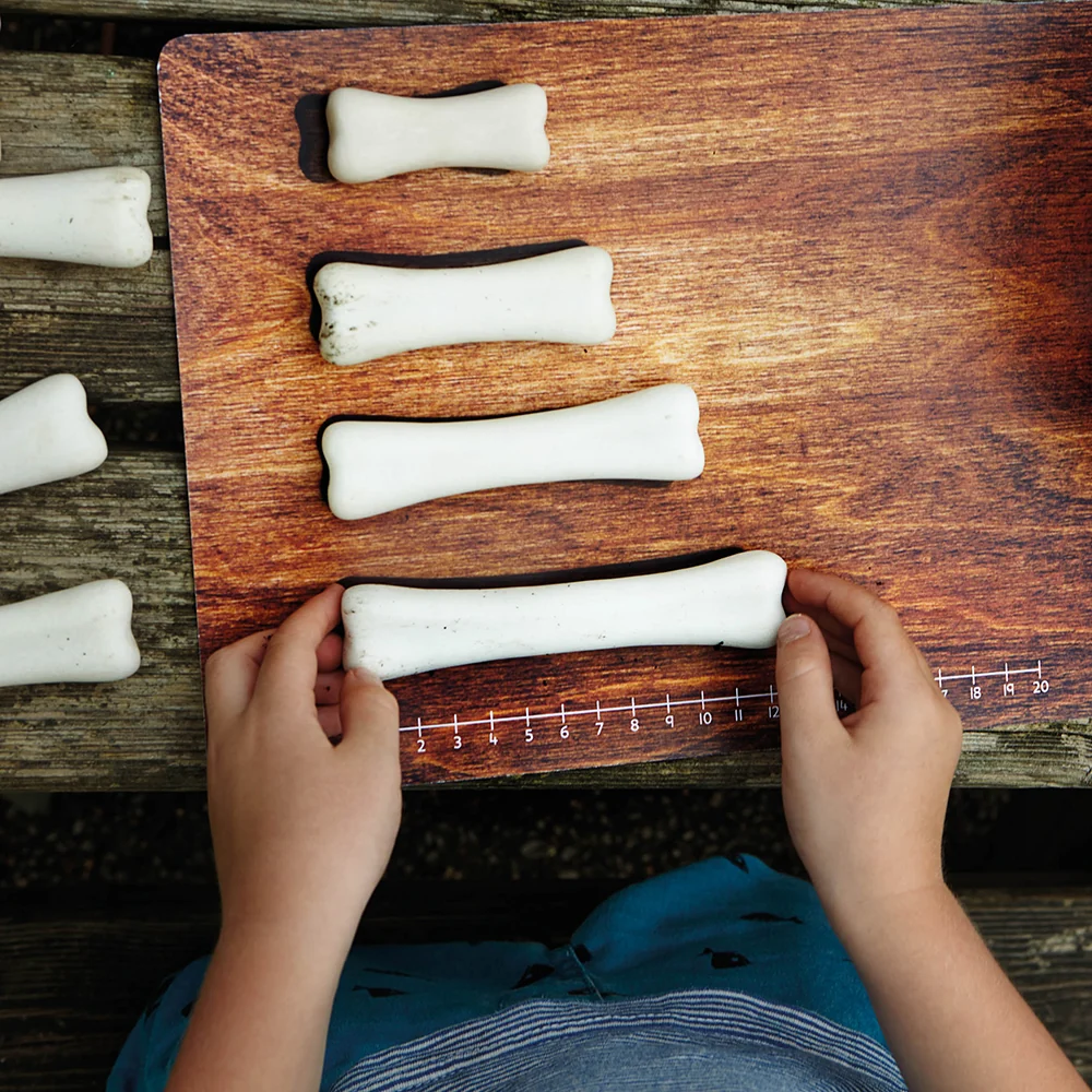 Yellow Door® Dinosaur Bones with Match & Measure Cards Exploration Set - Image 5