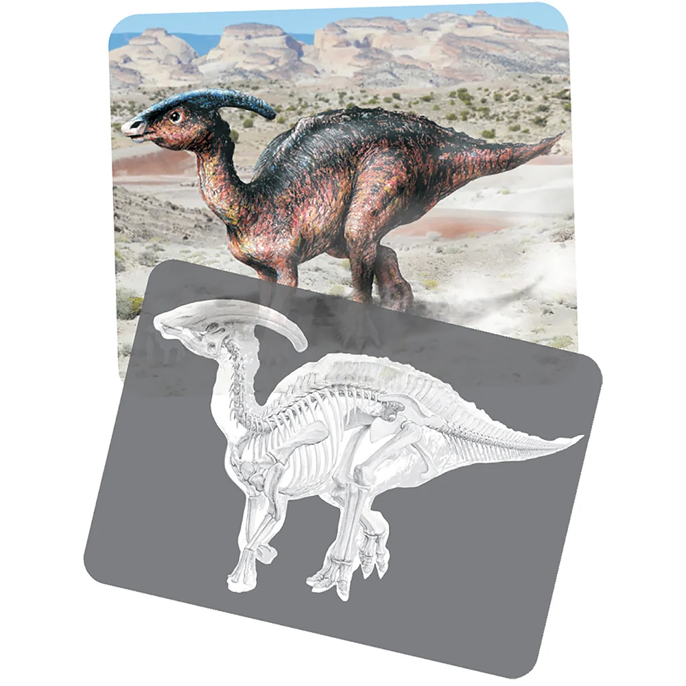 Dinosaur Picture Cards & X-Rays - Image 2