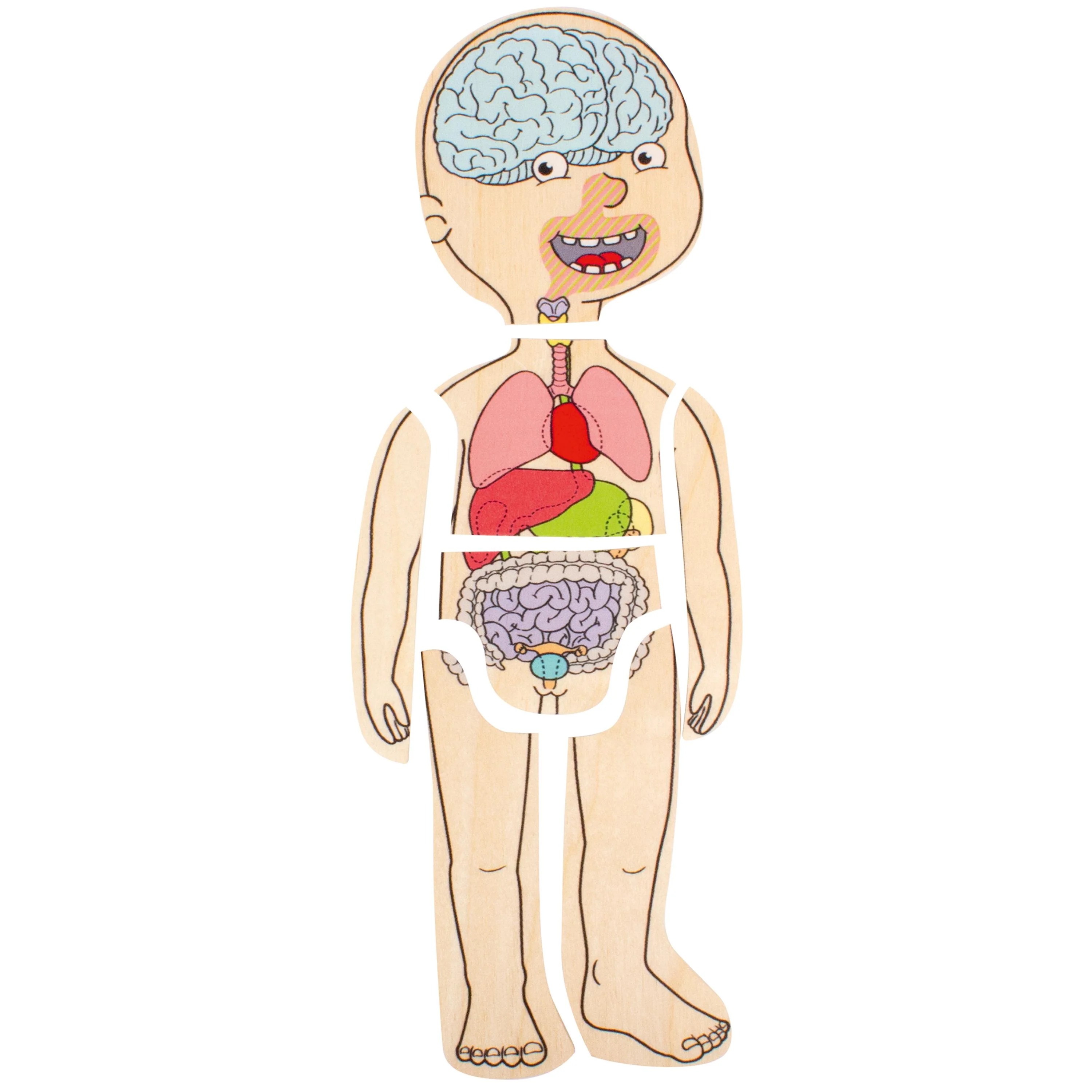 Discover Your Body Puzzles - Image 3
