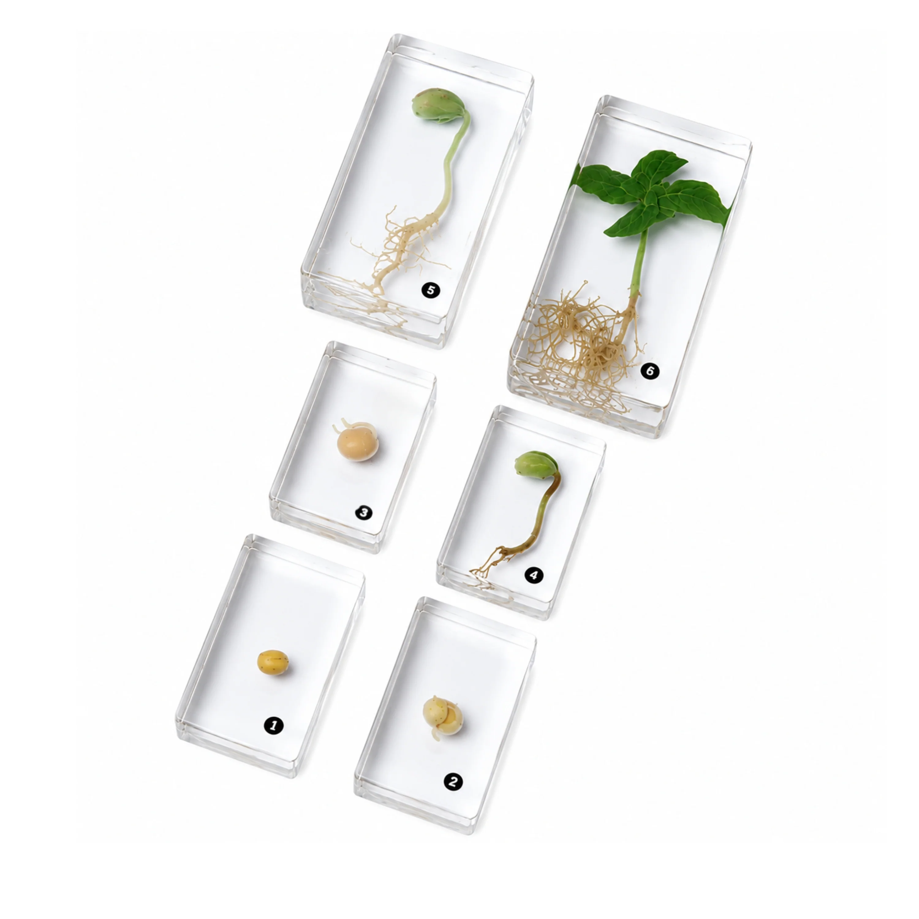 Encased Bean Germination Stages Set | Poly-Resin Models for Teaching Plant Growth - Image 3