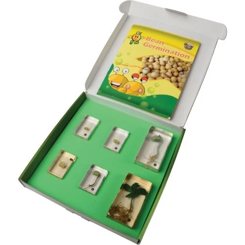 Encased Bean Germination Stages Set | Poly-Resin Models for Teaching Plant Growth - Image 6