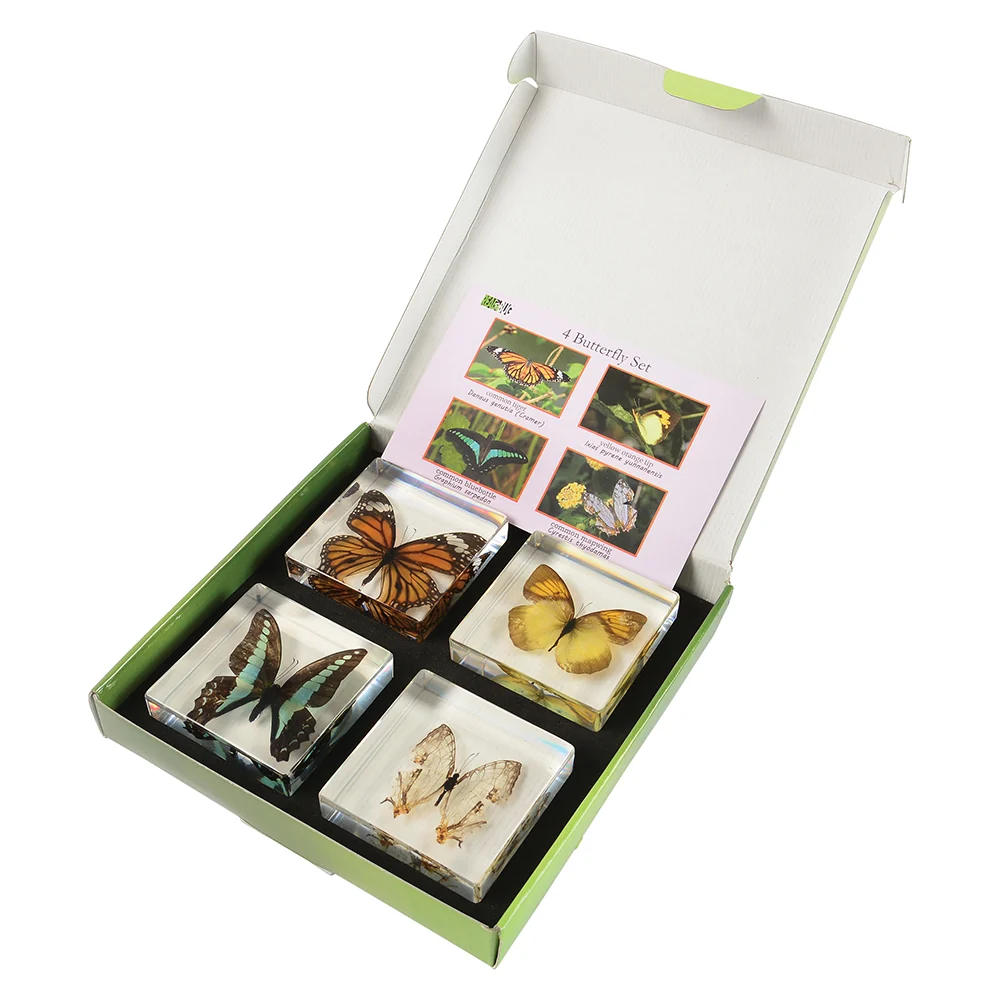 Educational Encased Butterfly Set | 4-Piece Collection with Identification Cards - Image 3
