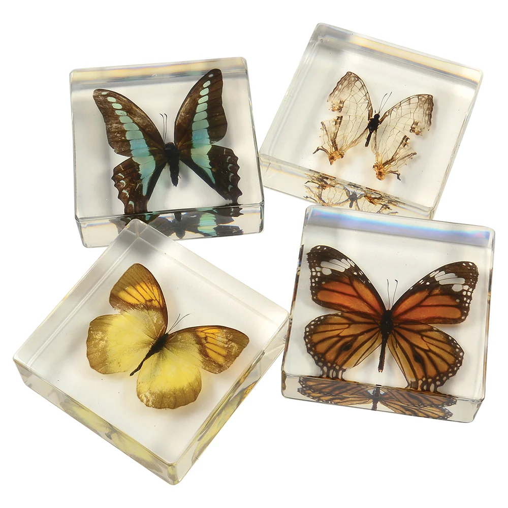 Educational Encased Butterfly Set | 4-Piece Collection with Identification Cards - Image 6