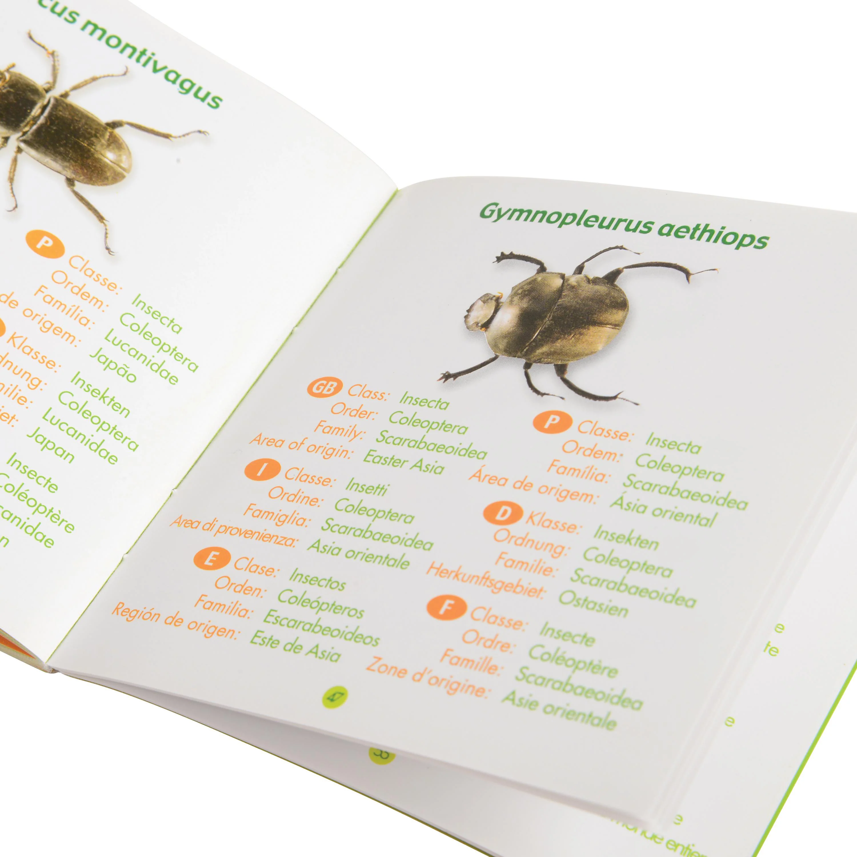 Bugs World Collection | 12 Encased Real Insects with Magnifying Glass - Image 11