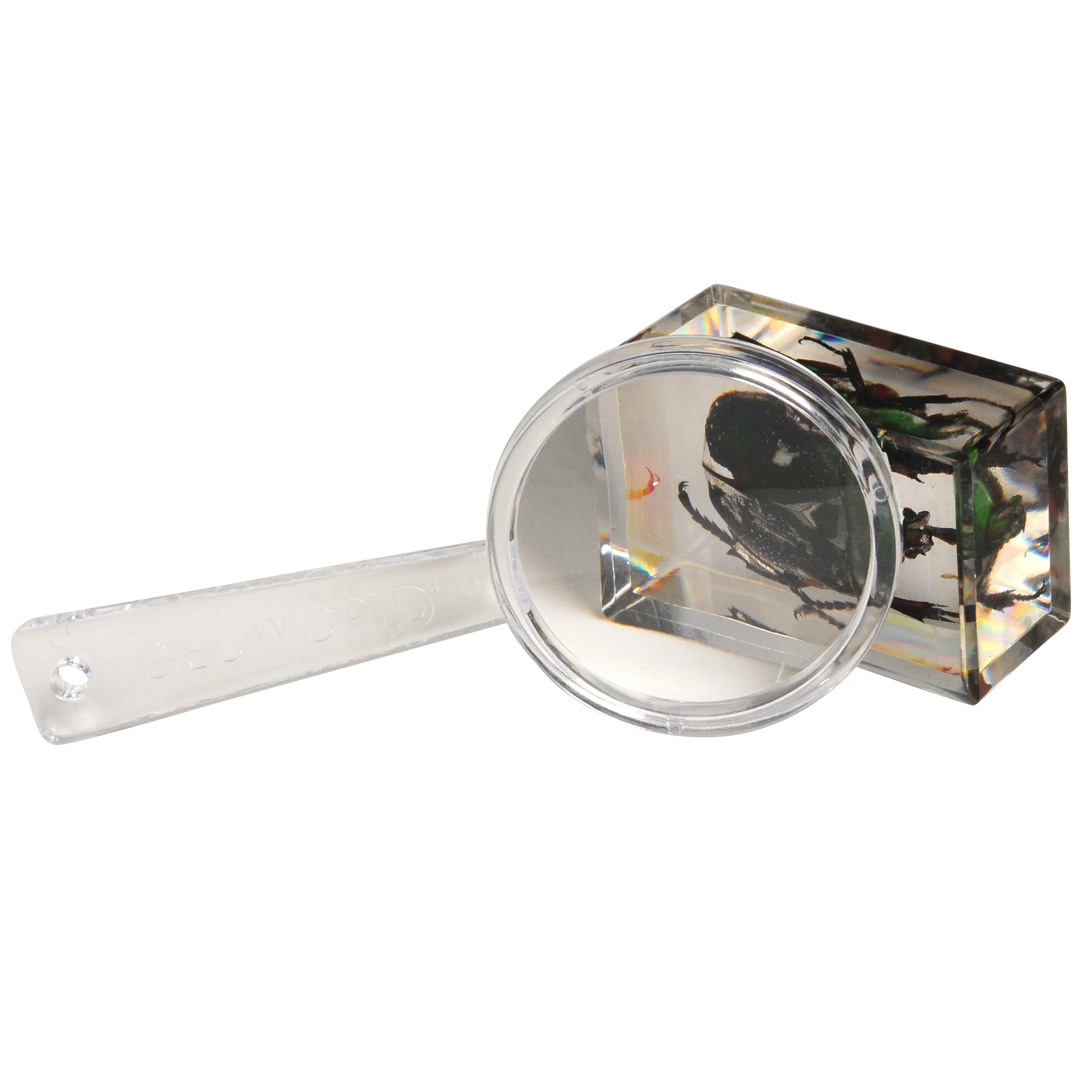Bugs World Collection | 12 Encased Real Insects with Magnifying Glass - Image 9
