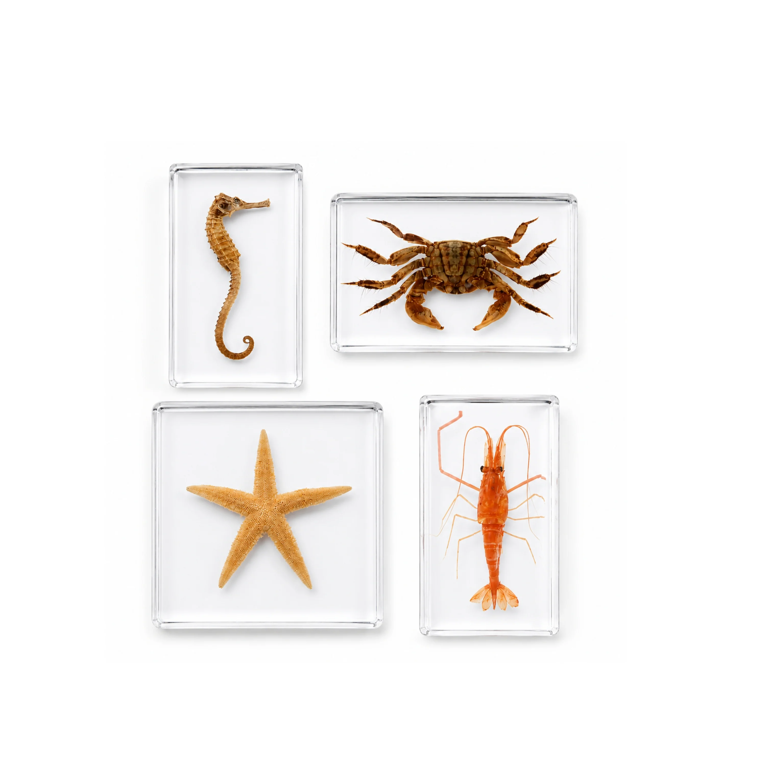 Acrylic Specimens Sealife - Set of 4 - Image 3