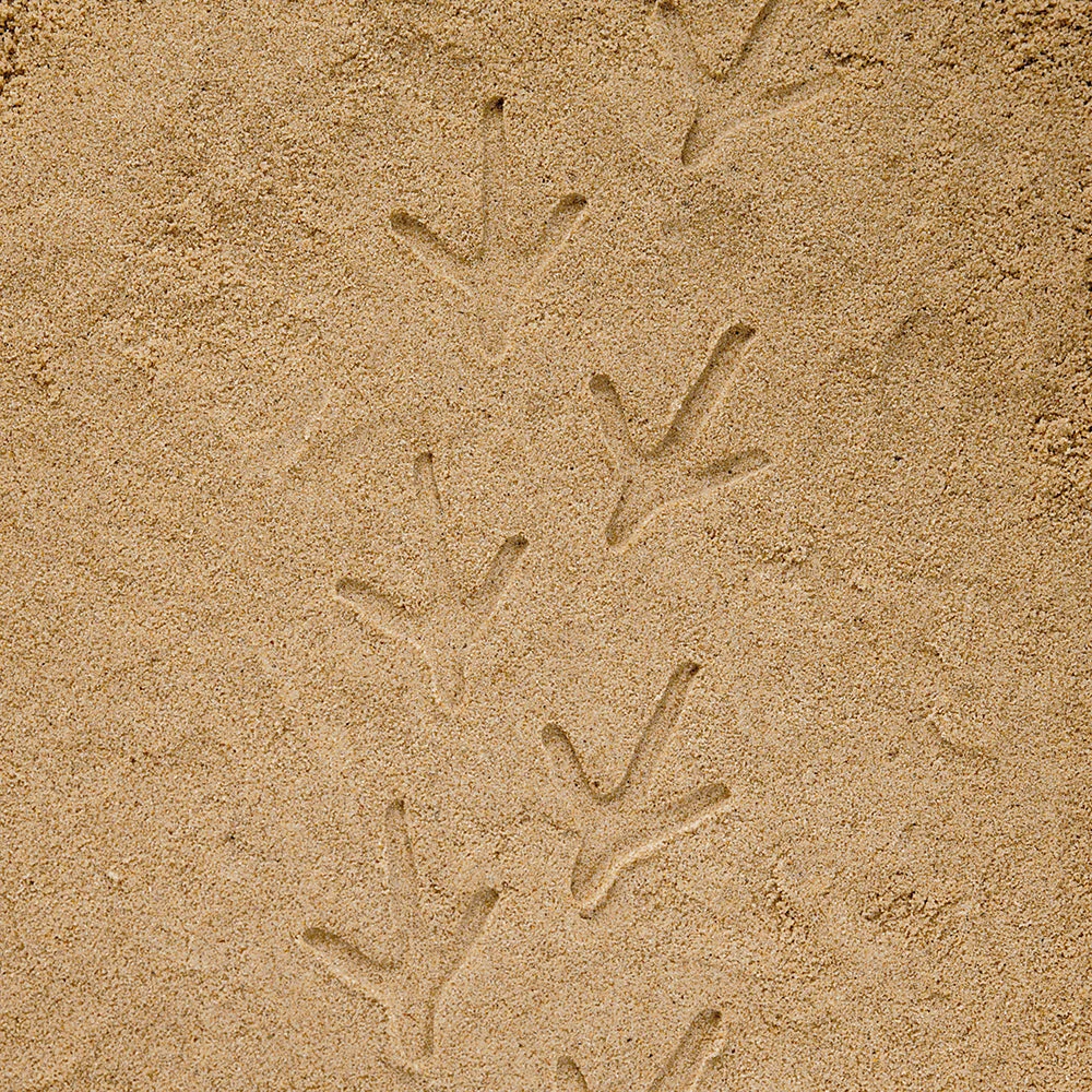 Yellow Door® Let's Investigate Farm Yard Footprints Double-Sided Animal Stones - Image 6