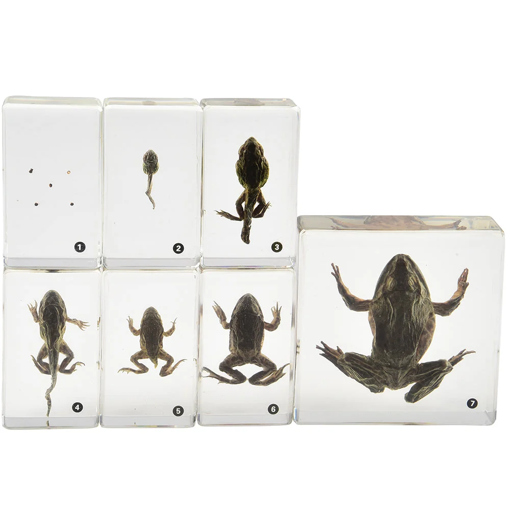 Frog Life Cycle Exploration Set | 7-Piece Poly-Resin Stages with Guide - Image 2