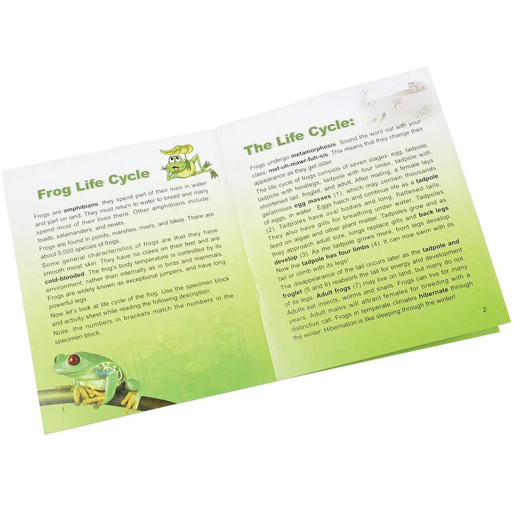 Frog Life Cycle Exploration Set | 7-Piece Poly-Resin Stages with Guide - Image 3