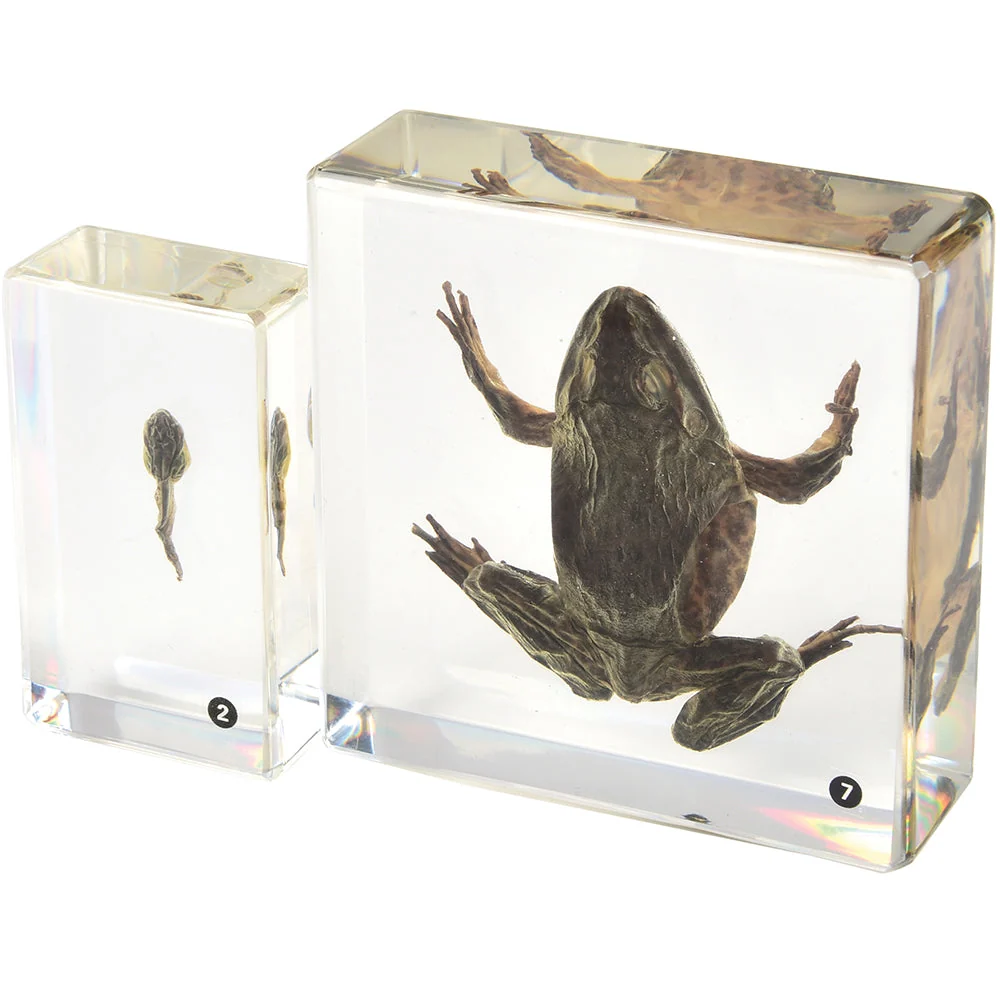 Frog Life Cycle Exploration Set | 7-Piece Poly-Resin Stages with Guide - Image 5