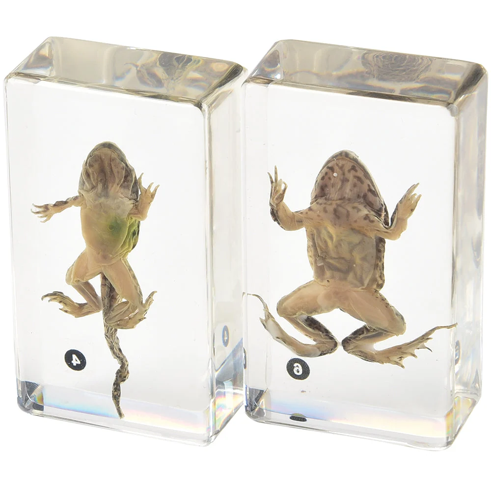 Frog Life Cycle Exploration Set | 7-Piece Poly-Resin Stages with Guide - Image 6