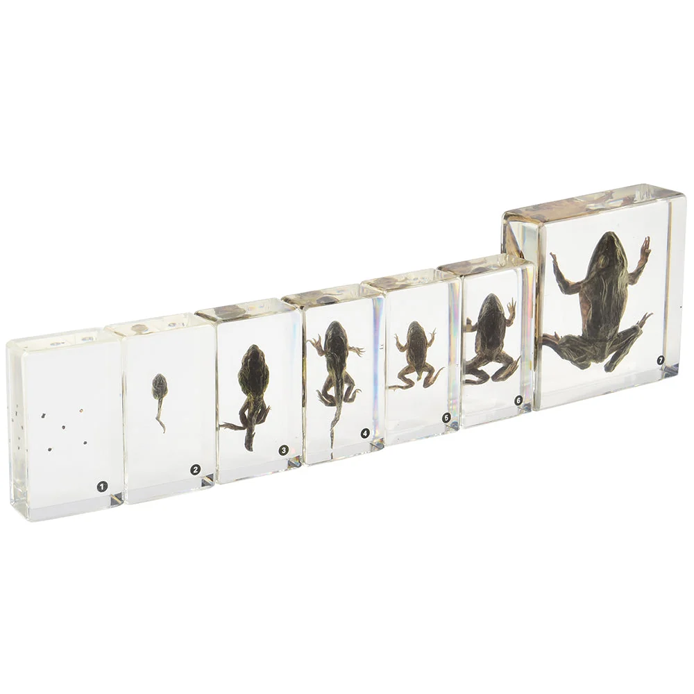 Frog Life Cycle Exploration Set | 7-Piece Poly-Resin Stages with Guide - Image 8