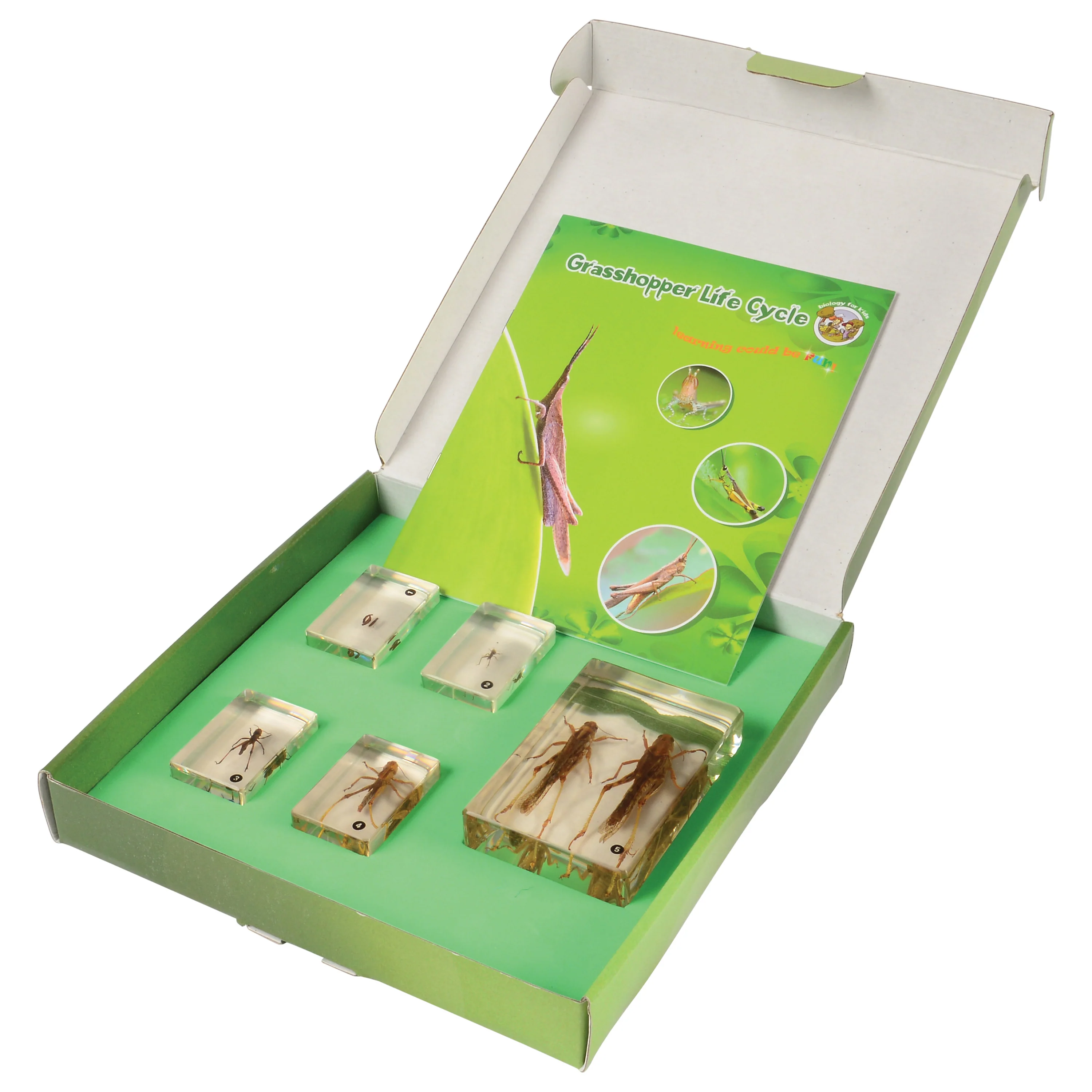 Grasshopper Life Cycle Discovery Set | 5-Piece Educational Model with Guide - Image 3