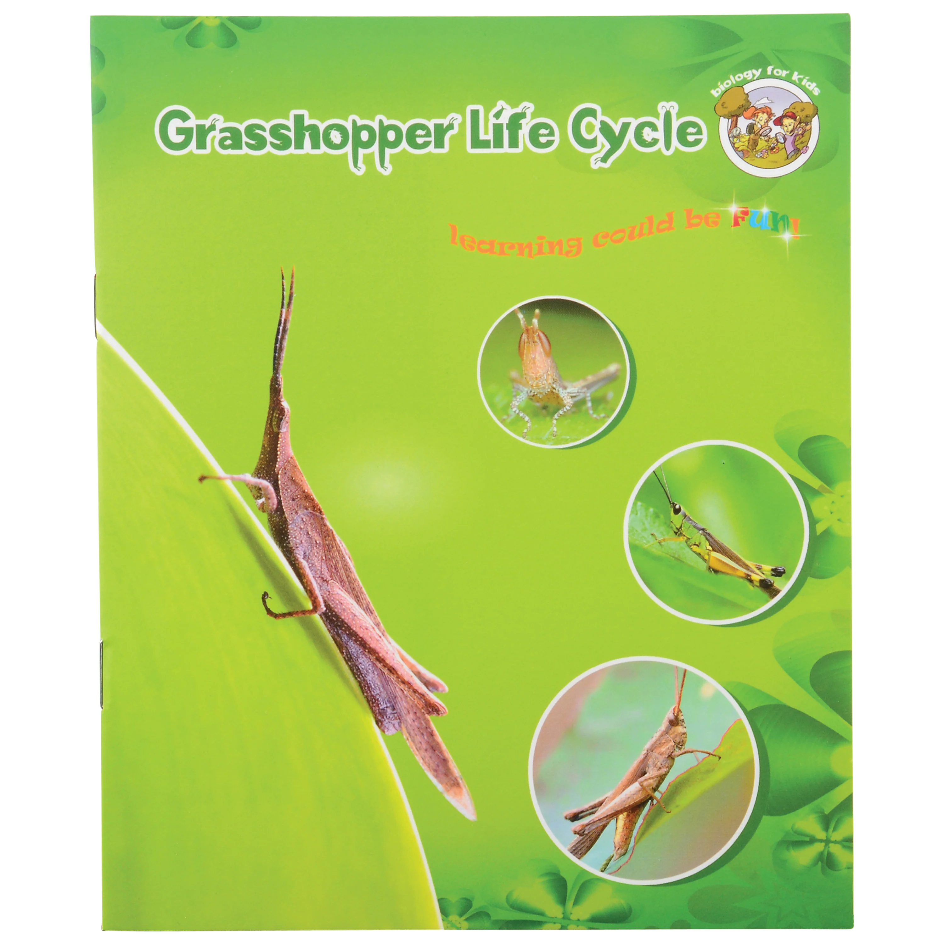 Grasshopper Life Cycle Discovery Set | 5-Piece Educational Model with Guide - Image 4