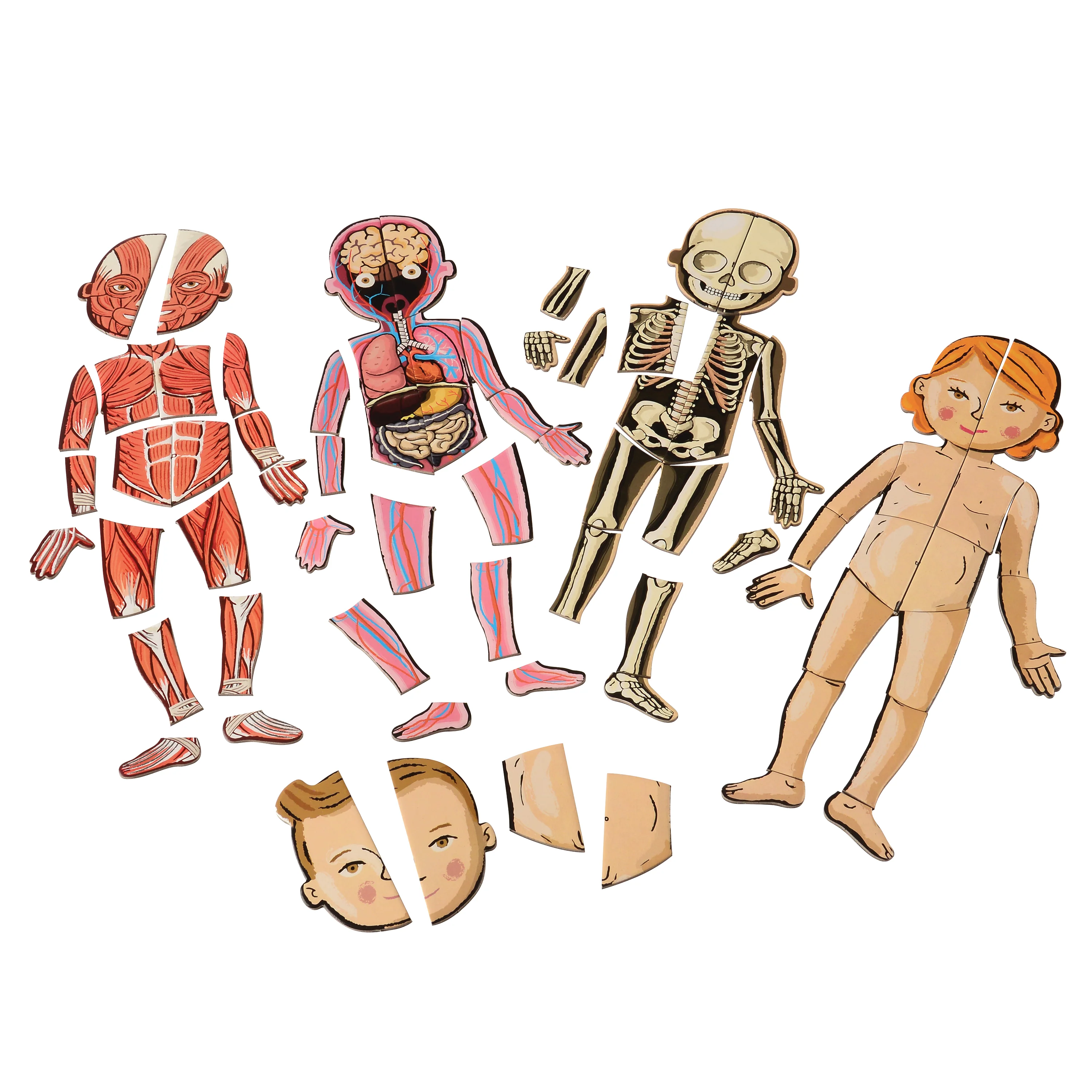 Magnetic Body Puzzle - Learn about the Body - Image 6