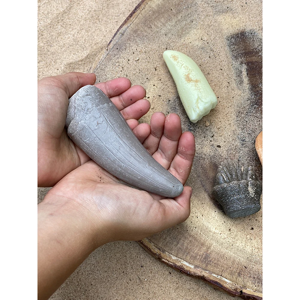Yellow Door® Let’s Investigate Prehistoric Teeth | 8 Durable Fossil Tooth Replicas for Sensory Play, STEM Learning & Paleontology Exploration - Image 10