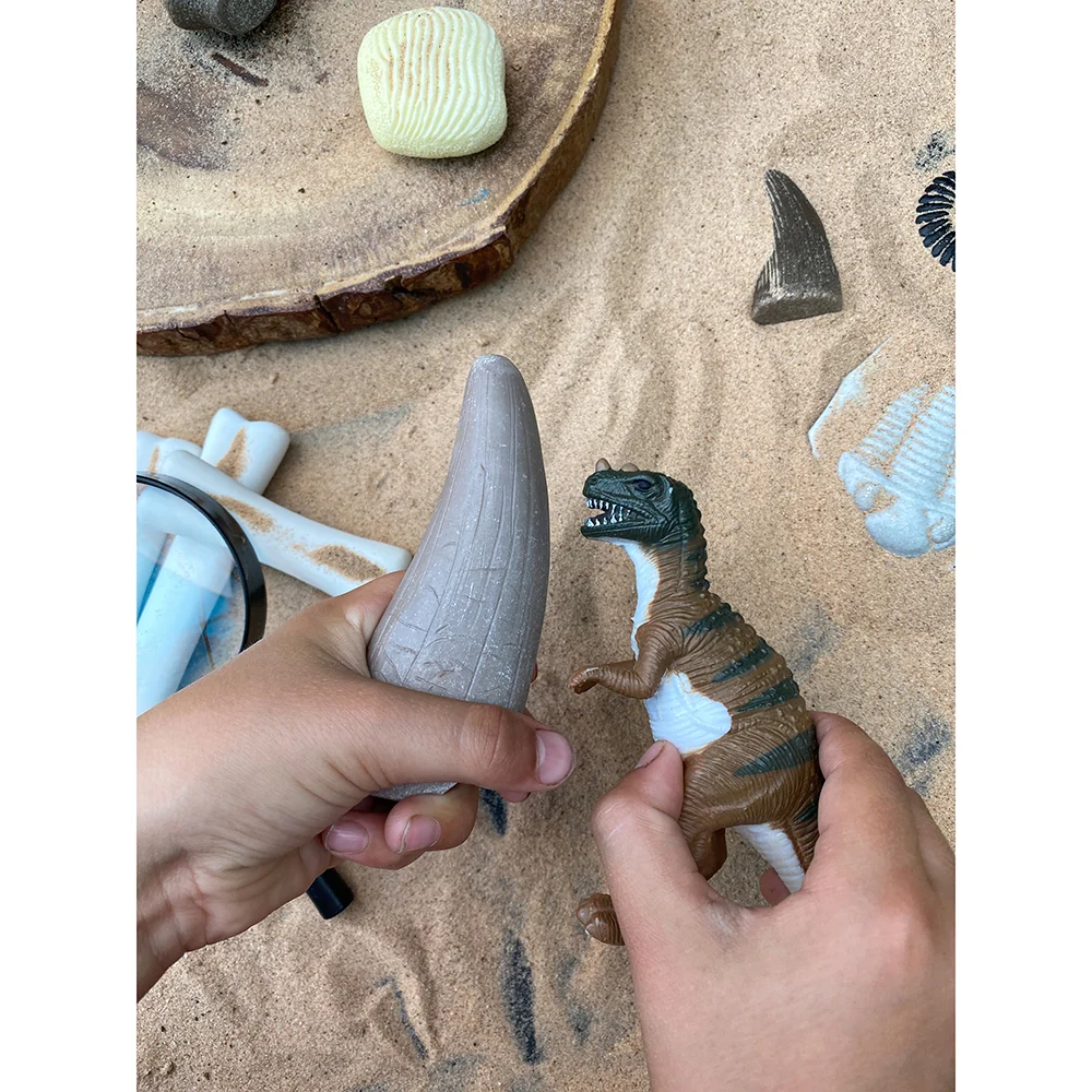 Yellow Door® Let’s Investigate Prehistoric Teeth | 8 Durable Fossil Tooth Replicas for Sensory Play, STEM Learning & Paleontology Exploration - Image 11