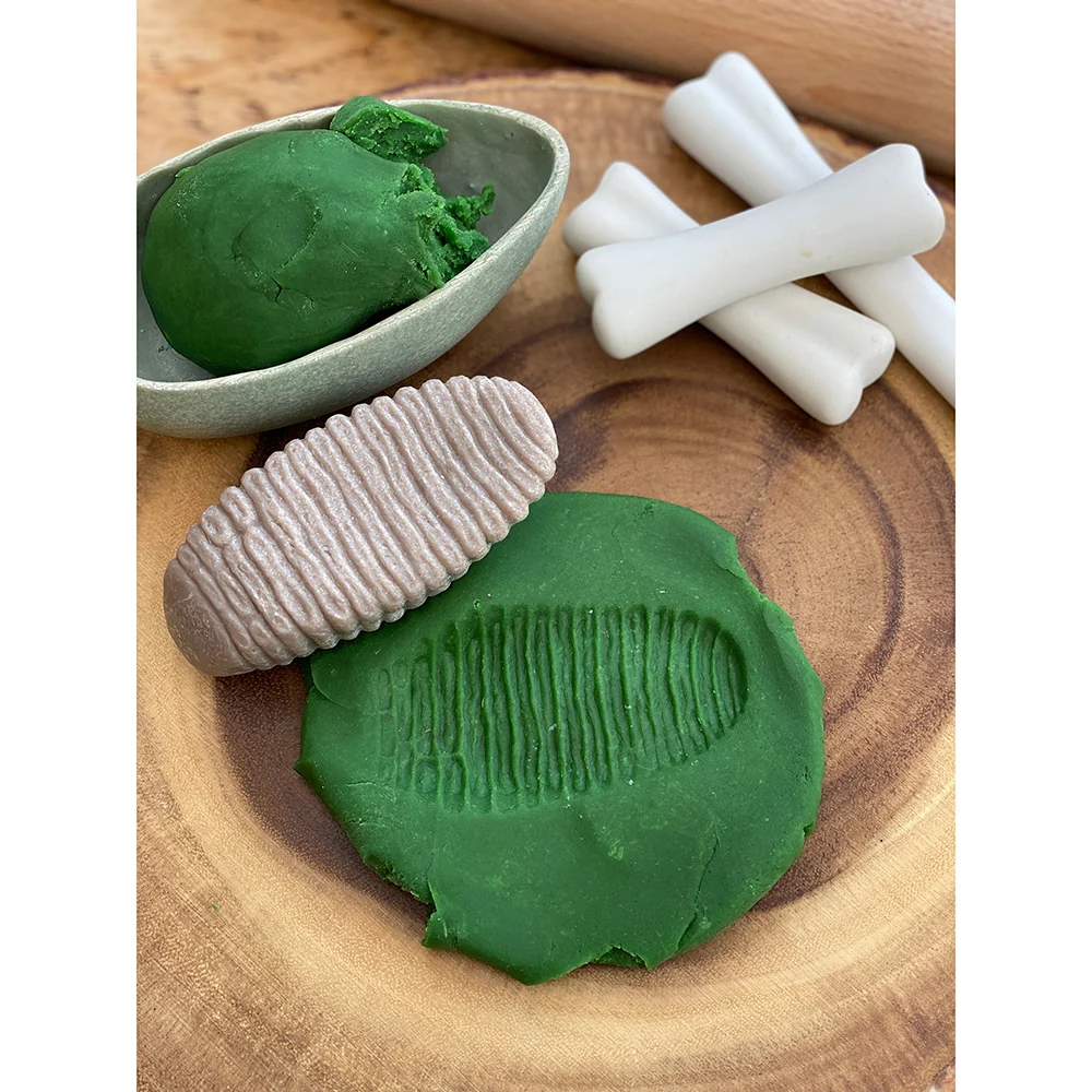 Yellow Door® Let’s Investigate Prehistoric Teeth | 8 Durable Fossil Tooth Replicas for Sensory Play, STEM Learning & Paleontology Exploration - Image 14
