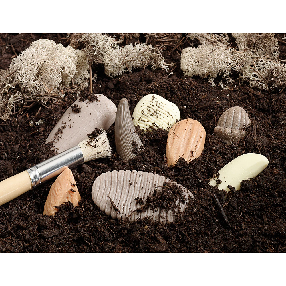Yellow Door® Let’s Investigate Prehistoric Teeth | 8 Durable Fossil Tooth Replicas for Sensory Play, STEM Learning & Paleontology Exploration - Image 3