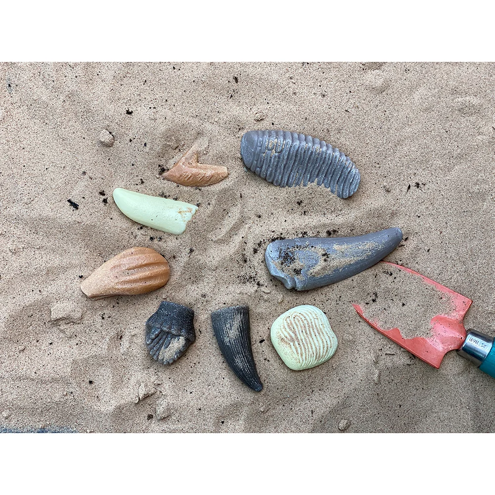 Yellow Door® Let’s Investigate Prehistoric Teeth | 8 Durable Fossil Tooth Replicas for Sensory Play, STEM Learning & Paleontology Exploration - Image 5