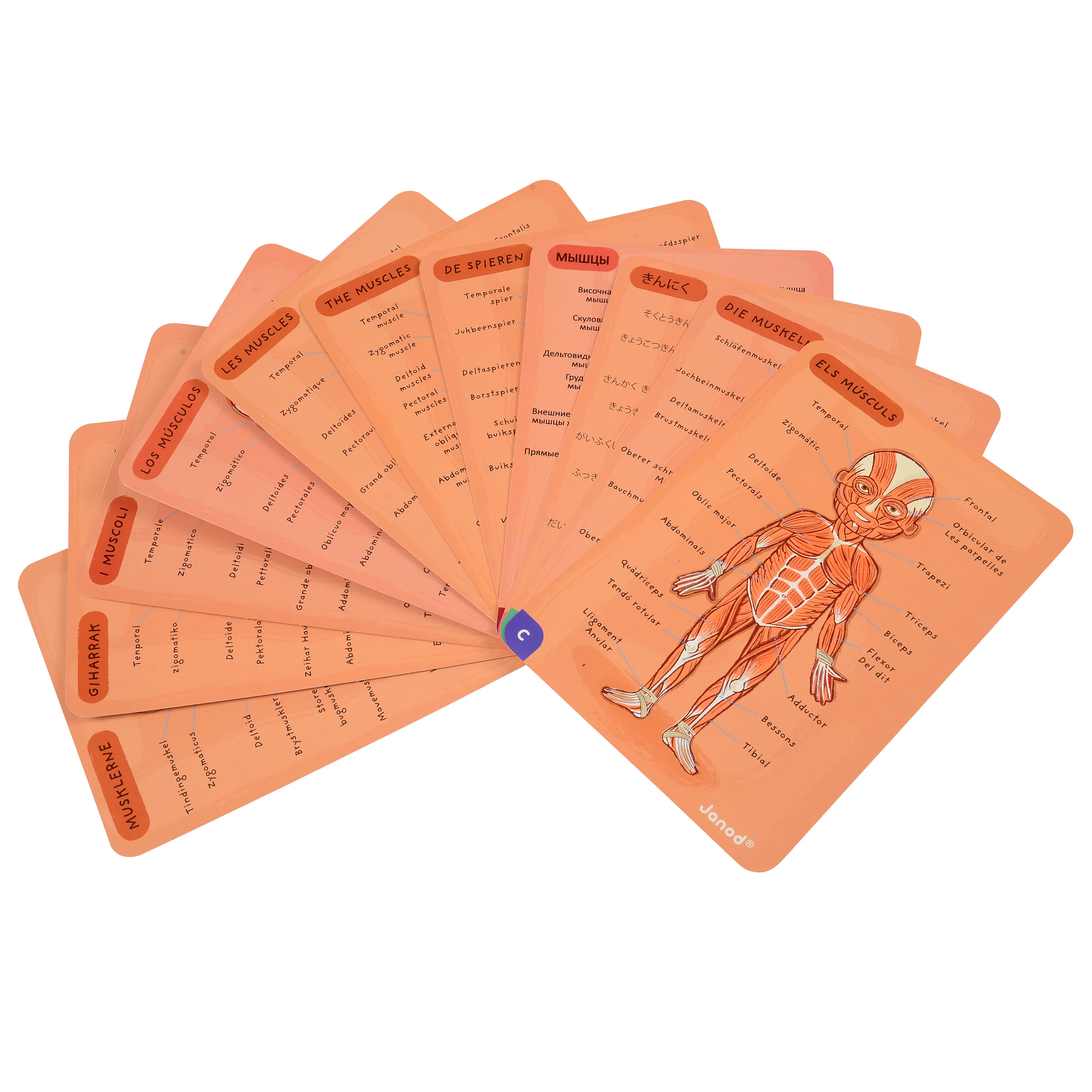 Magnetic Body Puzzle - Learn about the Body - Image 13