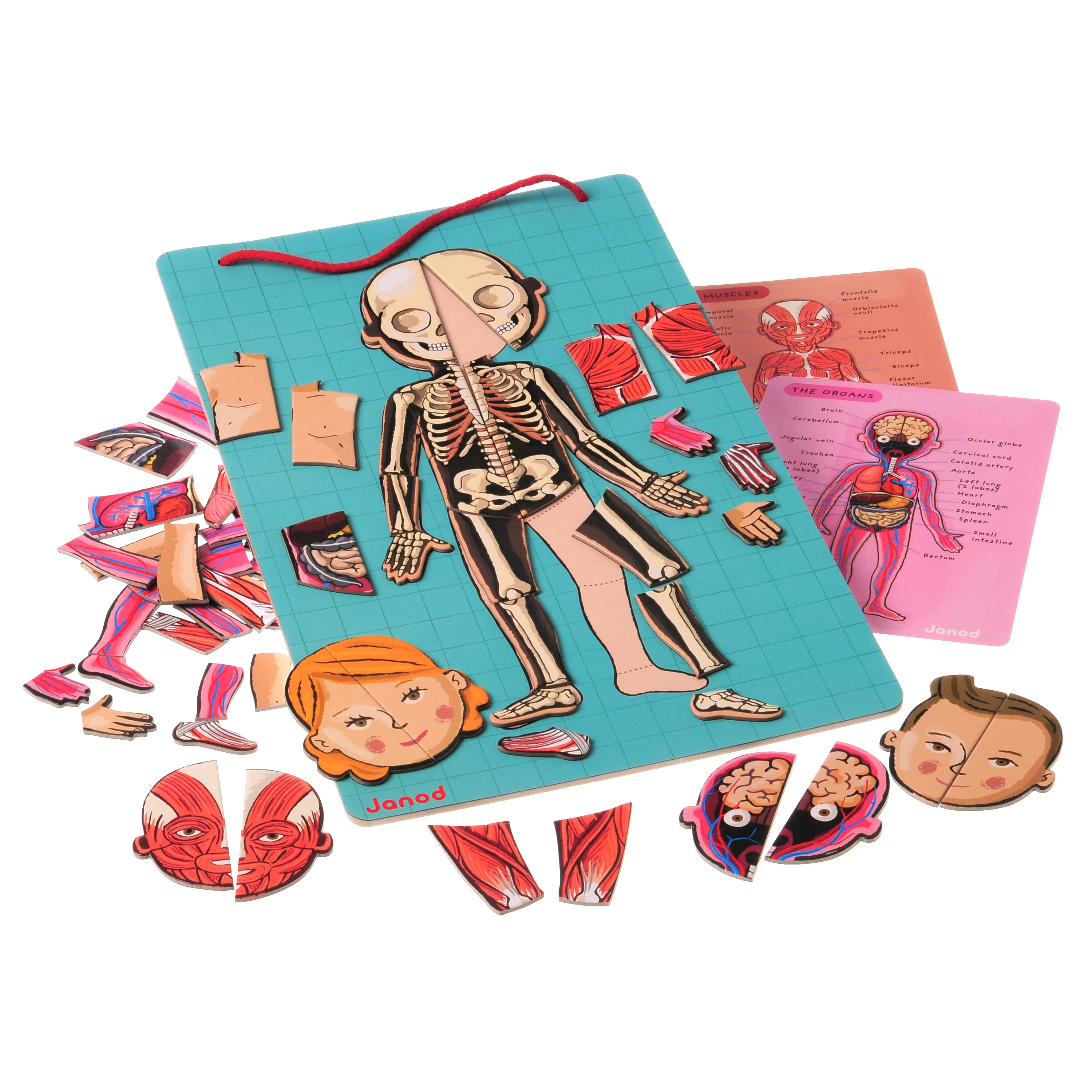 Magnetic Body Puzzle - Learn about the Body - Image 3