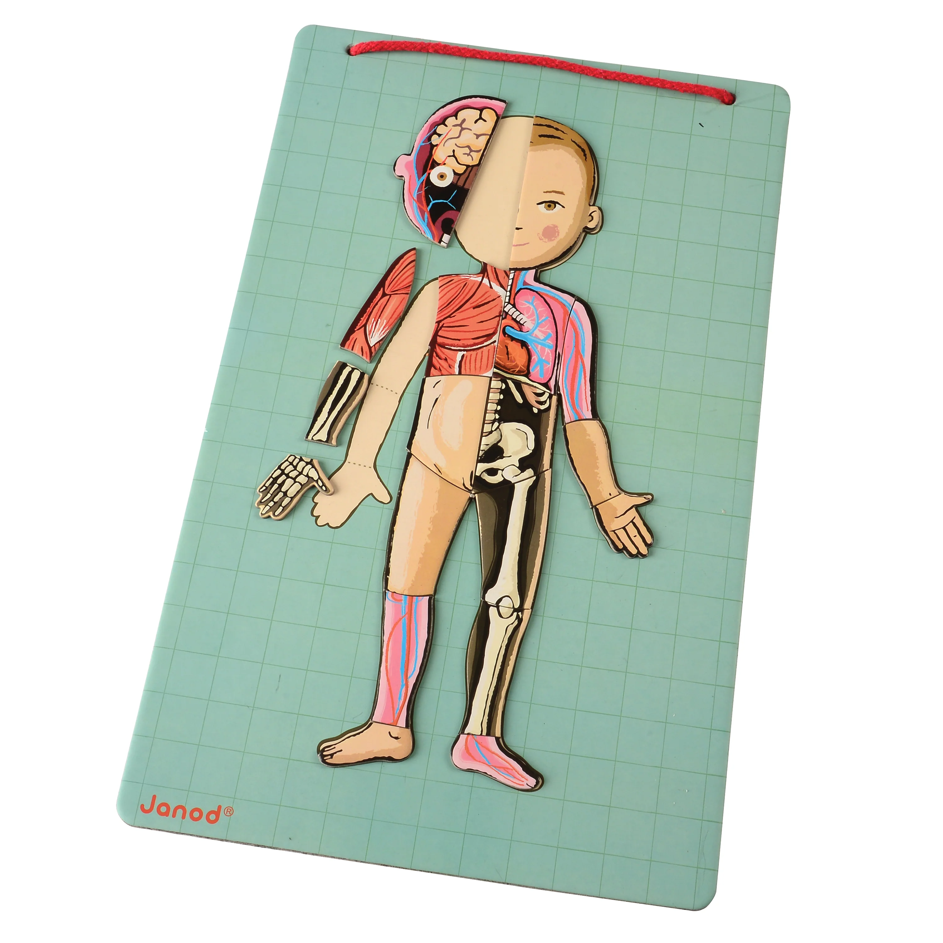 Magnetic Body Puzzle - Learn about the Body - Image 8