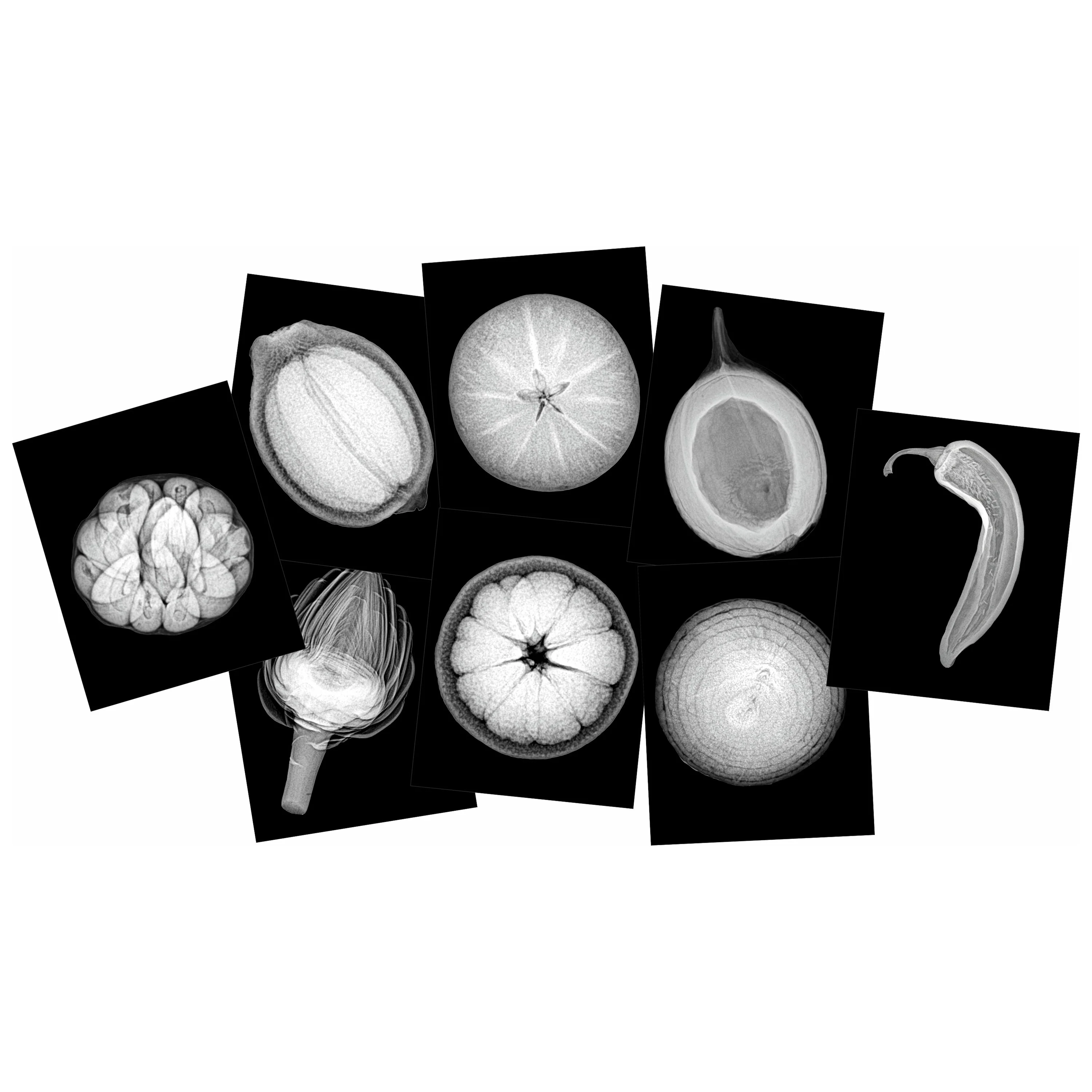 Plant X-Rays STEM Learning Card Set | Botanical Science Matching Activity with 42 Plant X-Ray Images & 42 Picture Cards
