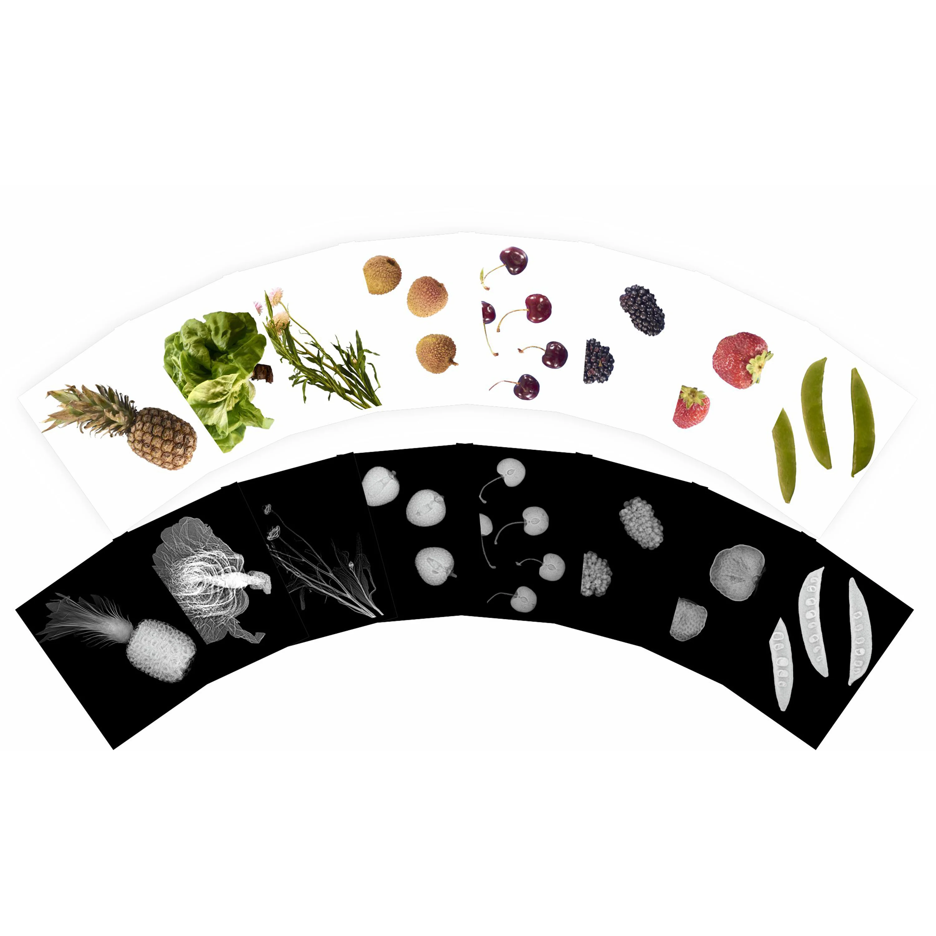 Plant X-Rays STEM Learning Card Set | Botanical Science Matching Activity with 42 Plant X-Ray Images & 42 Picture Cards - Image 2