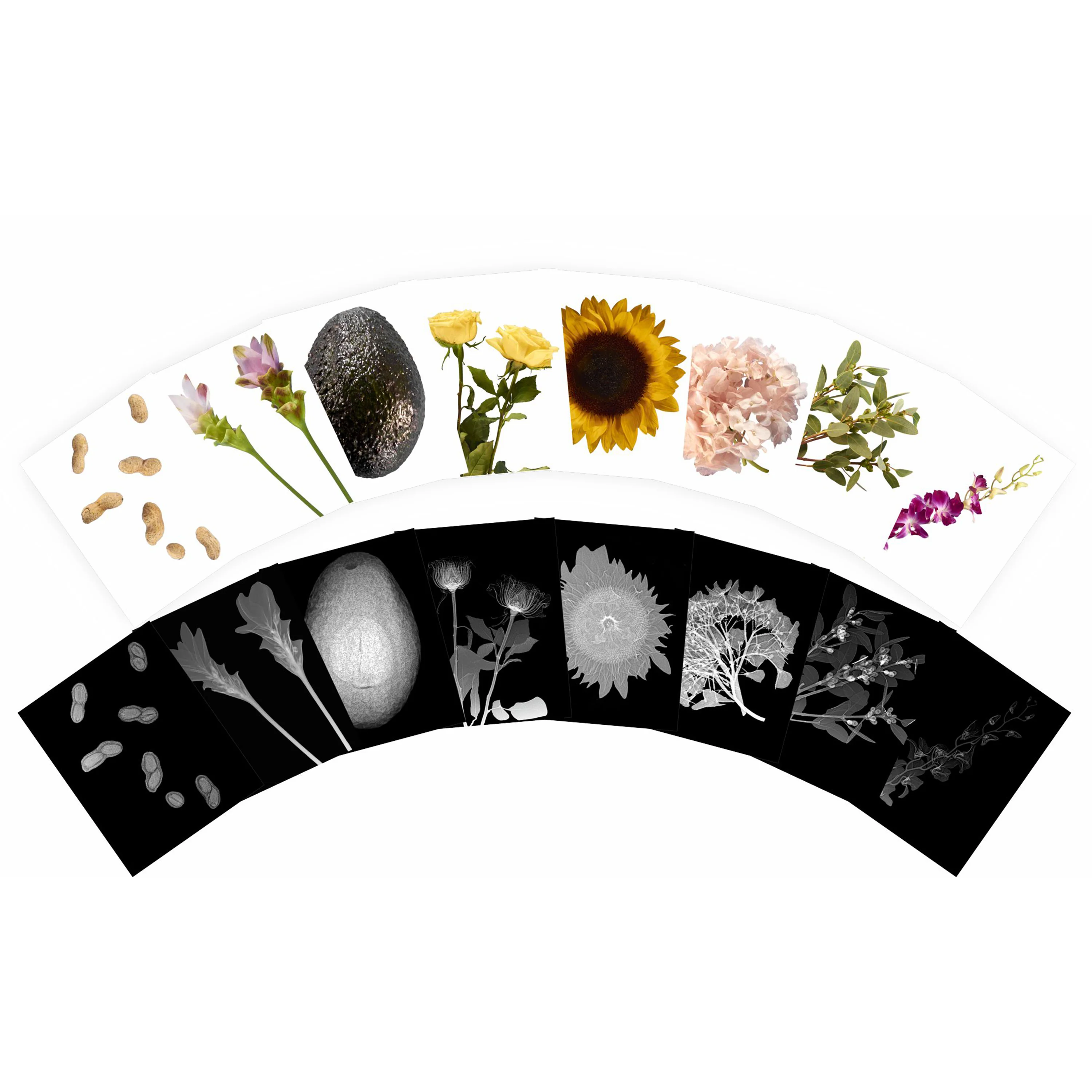 Plant X-Rays STEM Learning Card Set | Botanical Science Matching Activity with 42 Plant X-Ray Images & 42 Picture Cards - Image 3