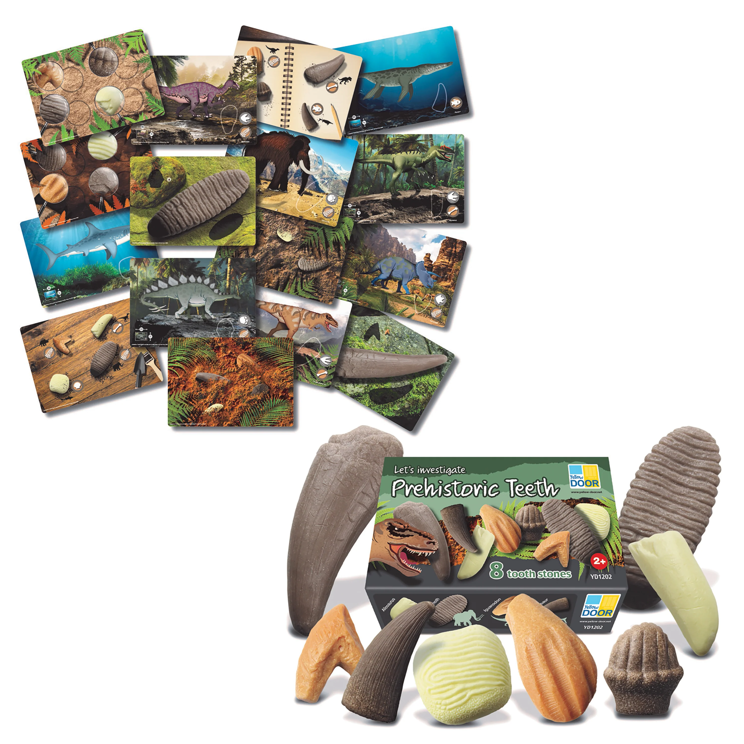Yellow Door® Prehistoric Teeth Exploration Set - Image 2