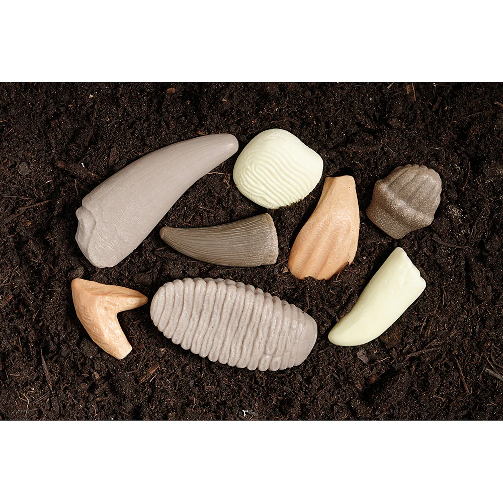 Yellow Door® Prehistoric Teeth Exploration Set - Image 4