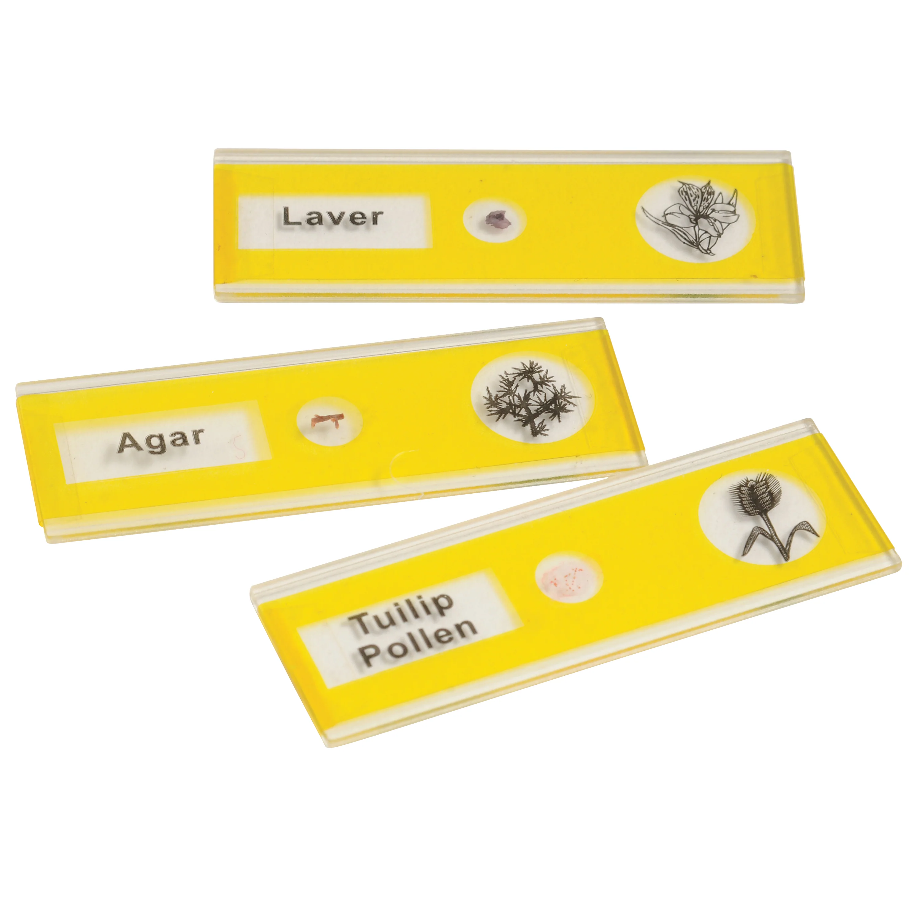 Prepared Slide Kit - Plants - Image 4
