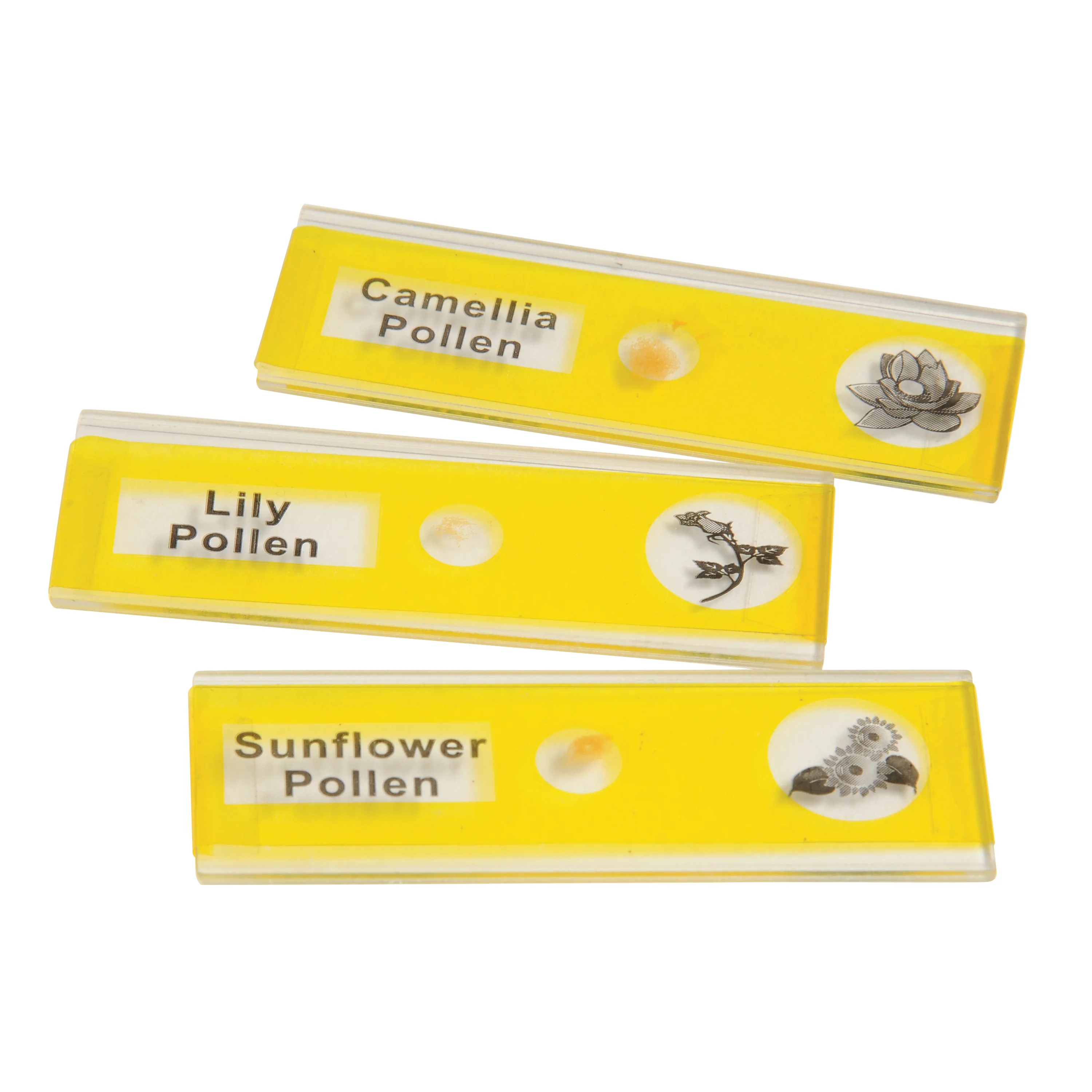Prepared Slide Kit - Plants - Image 6