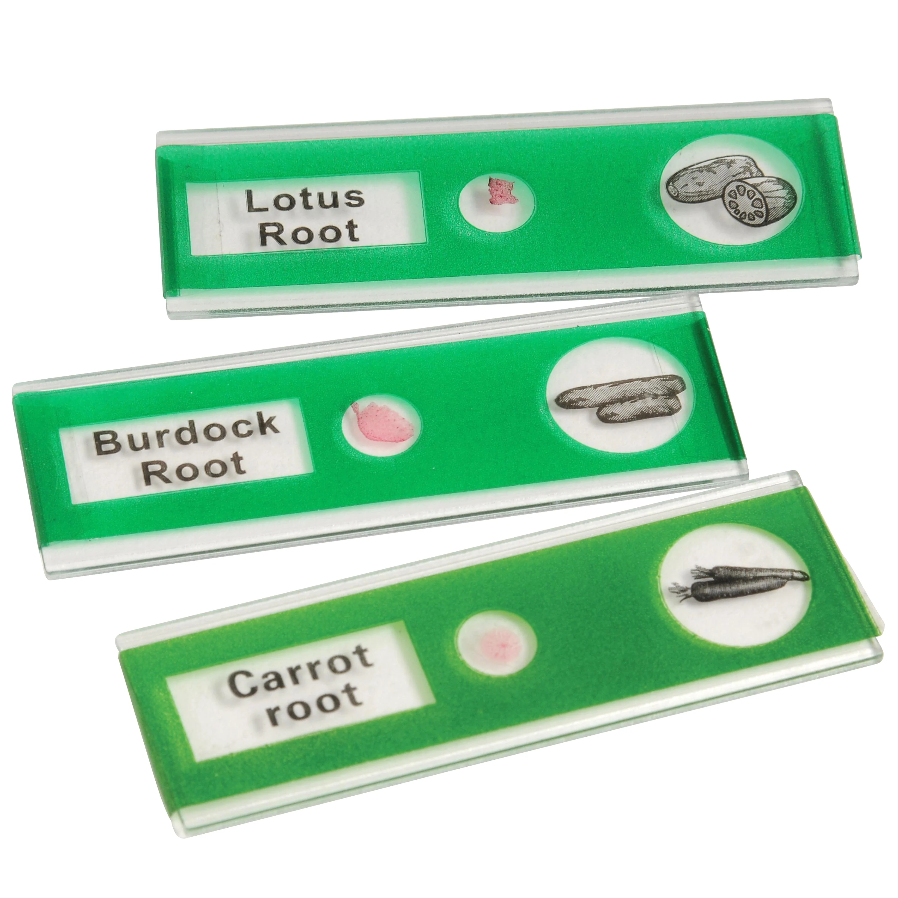 Prepared Slide Kit - Vegetables - Image 3