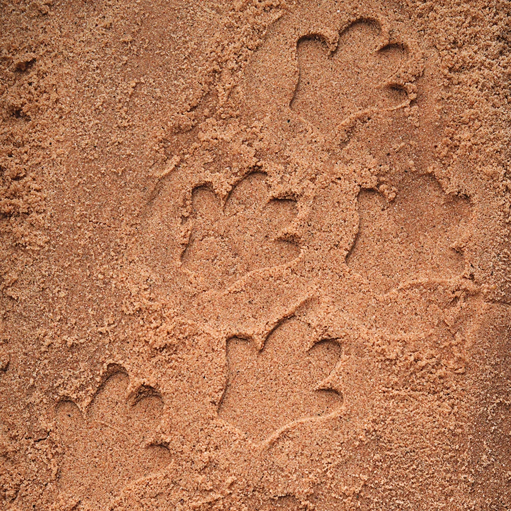 Yellow Door® Let's Investigate Safari Footprints Double-Sided Animal Stones - Image 3