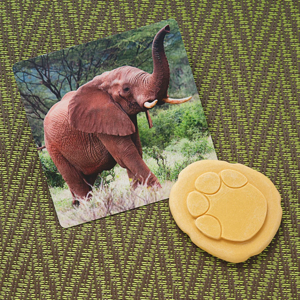 Yellow Door® Let's Investigate Safari Footprints Double-Sided Animal Stones - Image 8