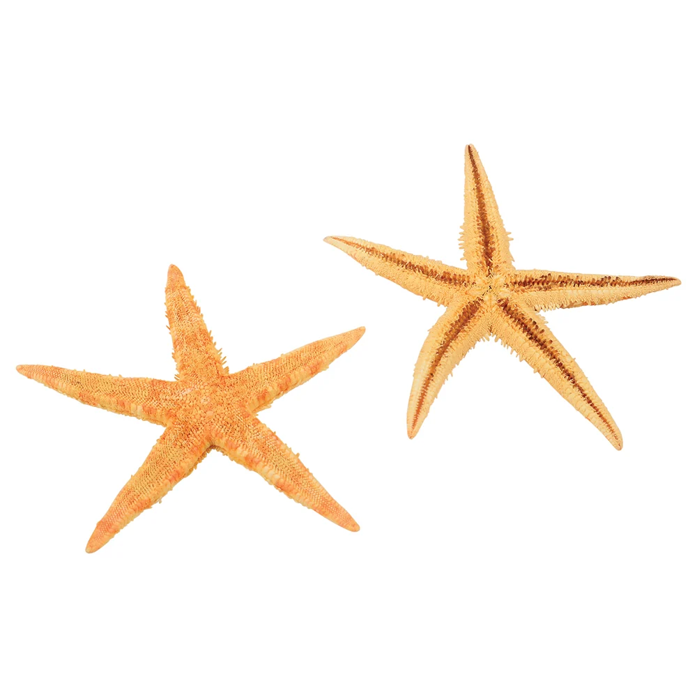 Real Starfish 30-Piece Set - Image 3