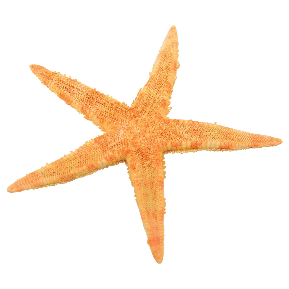 Real Starfish 30-Piece Set - Image 4