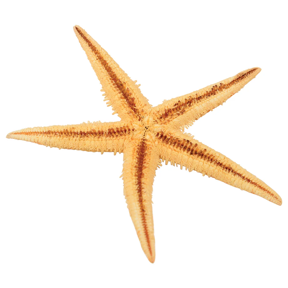 Real Starfish 30-Piece Set - Image 5