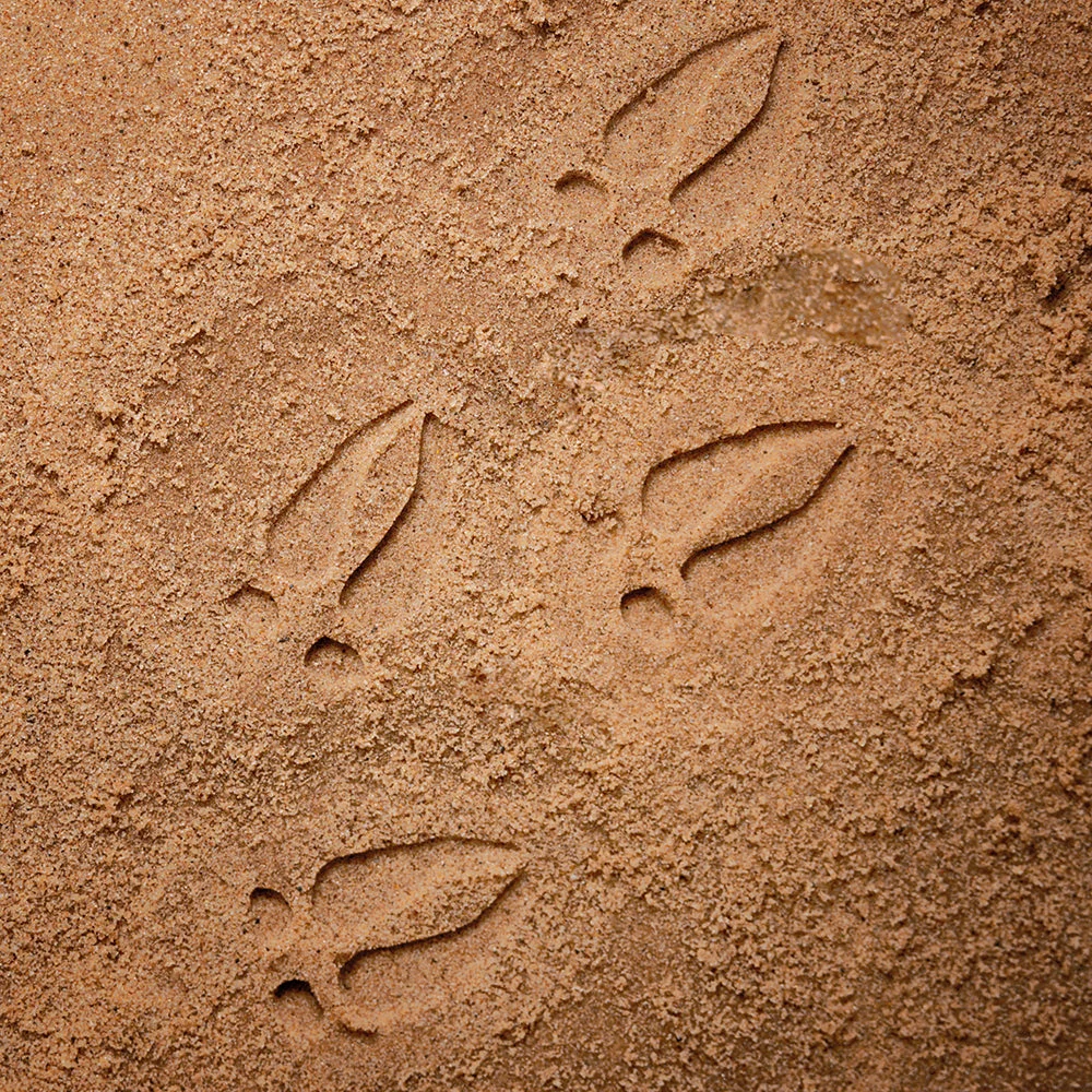 Yellow Door® Let's Investigate Woodland Footprints Double-Sided Animal Stones - Image 12